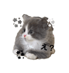 Mokittyファミリー（個別スタンプ：5）