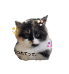 Mokittyファミリー（個別スタンプ：6）