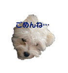 リイシューちゃん③（個別スタンプ：1）