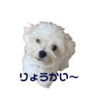 リイシューちゃん③（個別スタンプ：9）