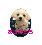リイシューちゃん③（個別スタンプ：12）