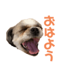 シーズーのぱんだちゃん2（個別スタンプ：2）