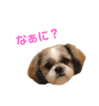 シーズーのぱんだちゃん2（個別スタンプ：5）