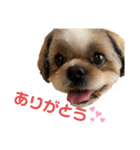 シーズーのぱんだちゃん2（個別スタンプ：7）