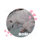 BOBUちゃん（個別スタンプ：1）