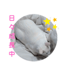 BOBUちゃん（個別スタンプ：2）