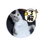 BOBUちゃん（個別スタンプ：7）