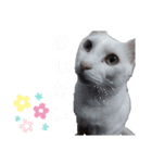 BOBUちゃん（個別スタンプ：8）