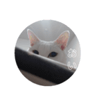 BOBUちゃん（個別スタンプ：11）