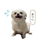 犬づくし（個別スタンプ：1）