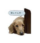 犬づくし（個別スタンプ：2）