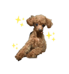 犬づくし（個別スタンプ：5）