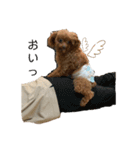 犬づくし（個別スタンプ：7）