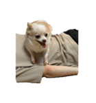 犬づくし（個別スタンプ：8）
