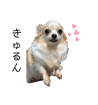 犬づくし（個別スタンプ：9）