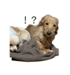 犬づくし（個別スタンプ：10）