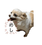 犬づくし（個別スタンプ：11）