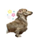 犬づくし（個別スタンプ：13）