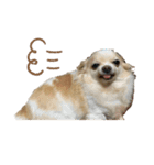 犬づくし（個別スタンプ：14）