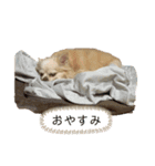 犬づくし（個別スタンプ：15）