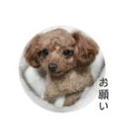 犬づくし（個別スタンプ：16）