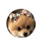 犬。ポメラニアン。（個別スタンプ：1）