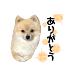 犬。ポメラニアン。（個別スタンプ：2）