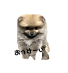 犬。ポメラニアン。（個別スタンプ：3）