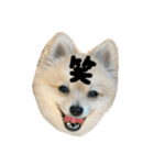 犬。ポメラニアン。（個別スタンプ：5）