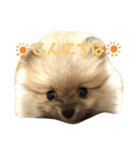 犬。ポメラニアン。（個別スタンプ：6）