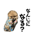 犬。ポメラニアン。（個別スタンプ：8）