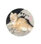 犬。ポメラニアン。（個別スタンプ：9）