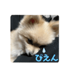 犬。ポメラニアン。（個別スタンプ：10）