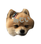 犬。ポメラニアン。（個別スタンプ：12）