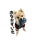 犬。ポメラニアン。（個別スタンプ：13）