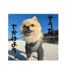 犬。ポメラニアン。（個別スタンプ：14）