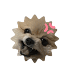 犬。ポメラニアン。（個別スタンプ：16）