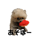 犬。ポメラニアン。（個別スタンプ：17）