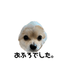 犬。ポメラニアン。（個別スタンプ：18）