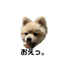 犬。ポメラニアン。（個別スタンプ：19）