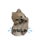 犬。ポメラニアン。（個別スタンプ：20）