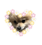 犬。ポメラニアン。（個別スタンプ：21）