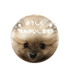 犬。ポメラニアン。（個別スタンプ：22）