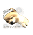 犬。ポメラニアン。（個別スタンプ：23）