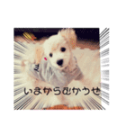 わんちゃんの日常使いスタンプ（個別スタンプ：1）
