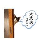 黒か白かの疑惑編（個別スタンプ：4）