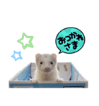 【フェレット】チョコミントPart2（個別スタンプ：2）