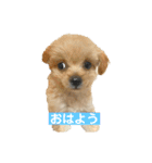 Robくん！（個別スタンプ：1）