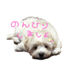 癒しのマルプースタンプ（個別スタンプ：1）