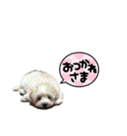 癒しのマルプースタンプ（個別スタンプ：2）